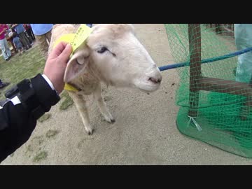 でぃばーじょんといっしょ①