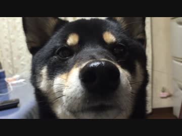 黒柴の顔をみてるだけ