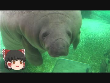 ゆっくりれいむのアクア放浪記　#13　新屋島水族館
