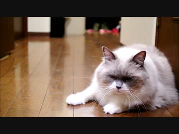 たぬこきつねジャンプ