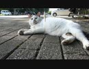 食いつかないおしゃべり猫