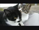 いつも膝の上に乗っかってくるやたら人懐こい野良猫達