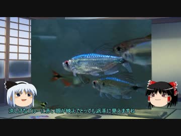 【ゆっくり解説】～ゆっくり熱帯魚紹介～【アフリカンテトラ編第六弾】