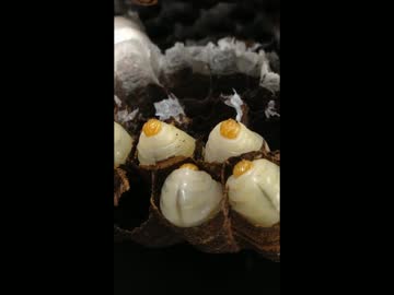 蠢くはちのこ君