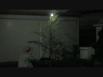 0円　クリスマスツリー