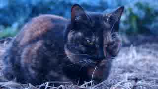 サビ猫を観察
