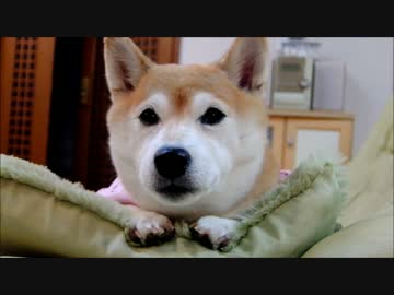 柴犬いちごの眠りたくない顔
