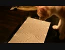 猫は目の錯覚を起こすのか？検証してみたら・・・