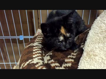 ふみふみ？もみもみ？