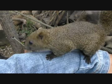 放し飼いのリスと遊んでみた【リス園】
