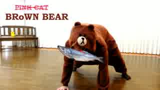 【踊ってみた】×PiNK CAT　○BRoWN BEAR【きんしたまご】