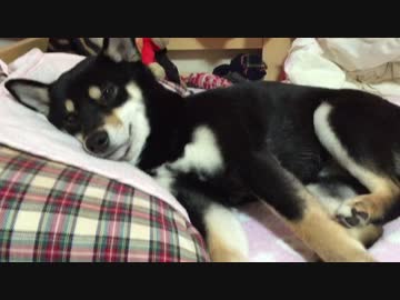 飼ってる黒柴にベッドとられたけどかわいい