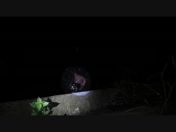 イタチ？自然界の厳しさ、親が子を救おうとするが…