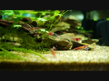 もはやストック水槽ではないアレの現状・その２