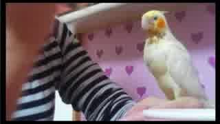 人気の「A様」動画 8本 - ニコニコ動画 