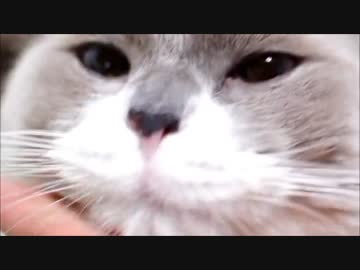 ねこの舌はザリザリしてます