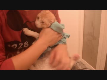 猫を水責めしてみる3ｒｄシーズン　ロビン編