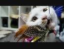 【マンチカンズ】猫一家のクリスマス
