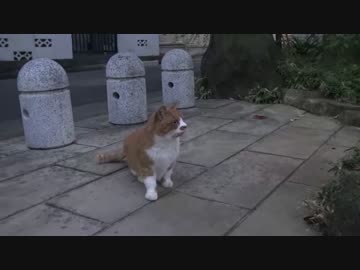 甘ったれ猫、公園に強気に帰省する