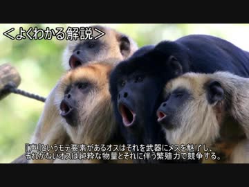 ゆっくり動物雑学「ホエザルの睾丸は…」