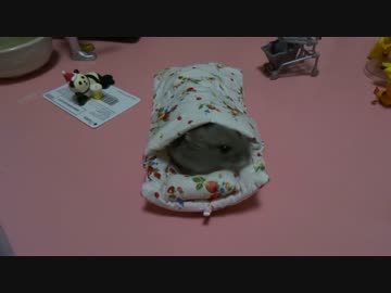 【サンタさんはいるよ】マロンへのクリスマスプレゼント【20151225】