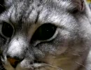 ねこ