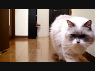 物陰から猫パンチ