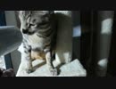 ドライヤーの虜となった猫
