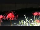 ダミーヘッドで実験【打ち上げ花火】