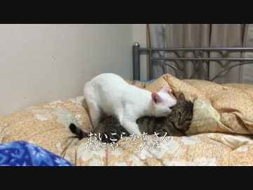 宇宙猫かあさん、保護猫2号の反抗期に力づくで立ち向かう