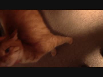 拾いねこ＠生後1269/1236日目　ぐるぐるー。