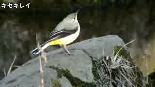 野鳥観察2015年12月26日