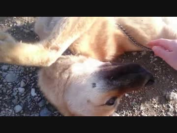 撫でられてごろごろする子犬