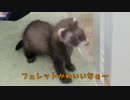 ペット飼っちゃいました！