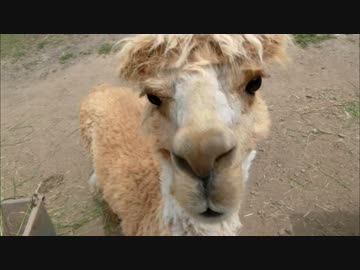 赤いバイクと北海道 2015　その6 剣淵 その愛