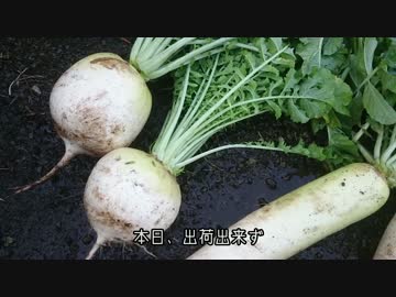 見習い農家　Lv08