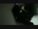 【癒し】 「トンネル③」 子猫の成長日記