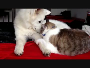 いちゃいちゃわんことにゃんこ