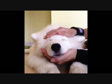 顔をなでなでされてうっとりするサモエド