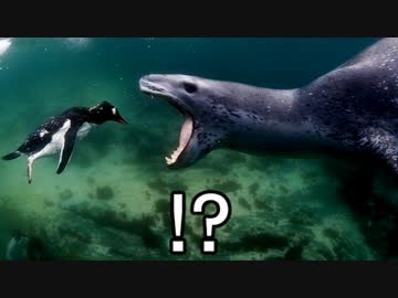 【生物紹介動画】 翼があるのに飛ばないやつら