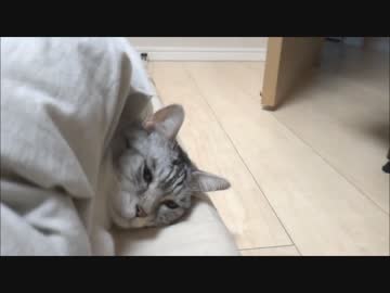 まるで人間…のような寝姿の猫の朝