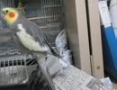 【オカメインコ】クリスマ気分【ノーマル】
