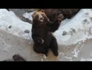 手を振る熊にエサをあげにいった（クマ牧場）