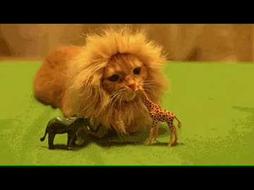 暇つぶし用ぬこぬこGIF動画集(=^・・^=)