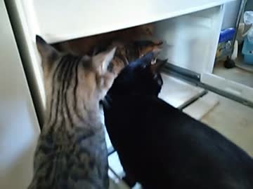 猫、手は貸してくれそうに無い年末