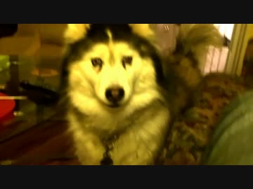 前足を踏み鳴らす犬