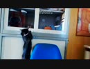 【癒し】　どじっ子あずにゃんｗ