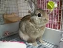 仔うさぎ成長日記（20）生後3ヵ月
