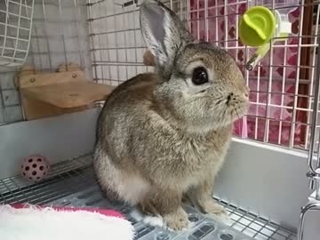 仔うさぎ成長日記（20）生後3ヵ月