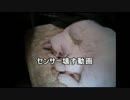 【S4】センサー壊す動画その12【ｾｸﾀｰ9】